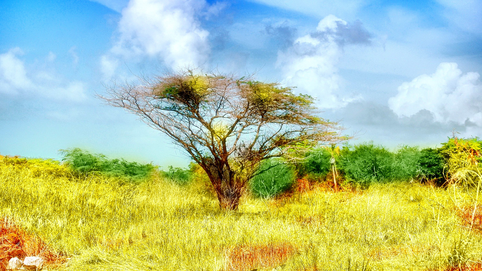 Das Savanna in Namibia Wallpaper 1920x1080