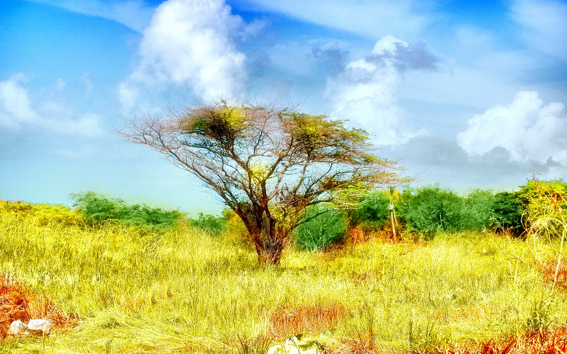 Savanna in Namibia wallpaper 1920x1200