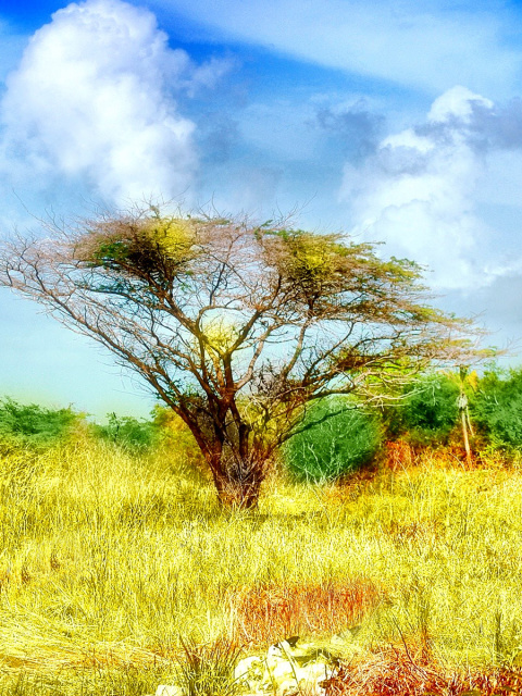 Das Savanna in Namibia Wallpaper 480x640