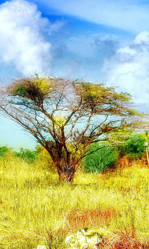 Savanna in Namibia screenshot #1 480x800