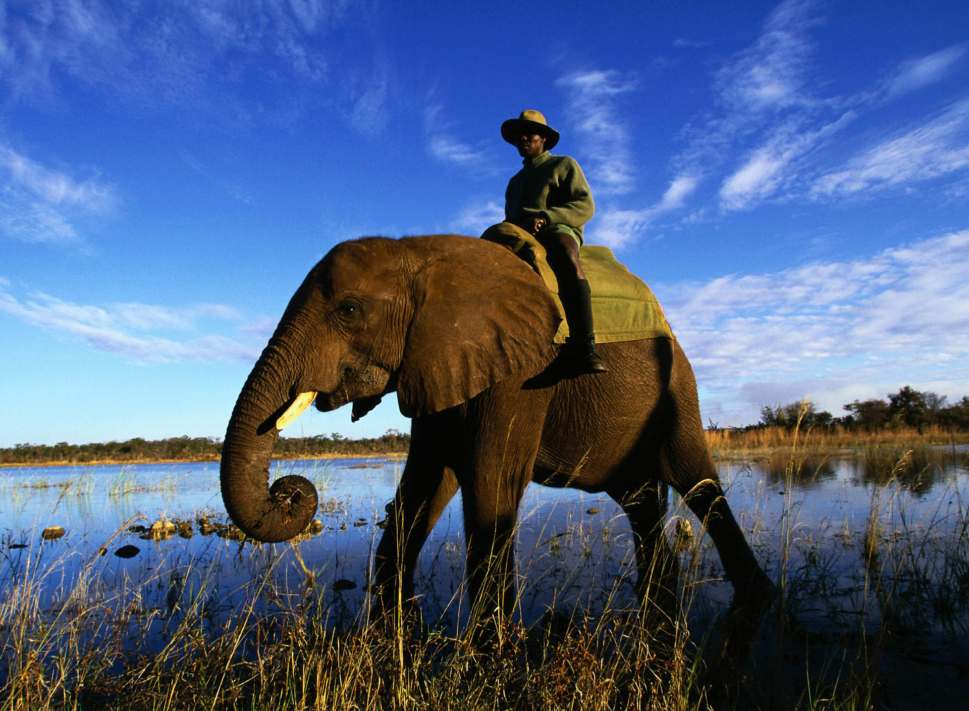 Sfondi Elephant 1920x1408