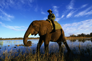 Free Elephant Picture for Android, iPhone and iPad