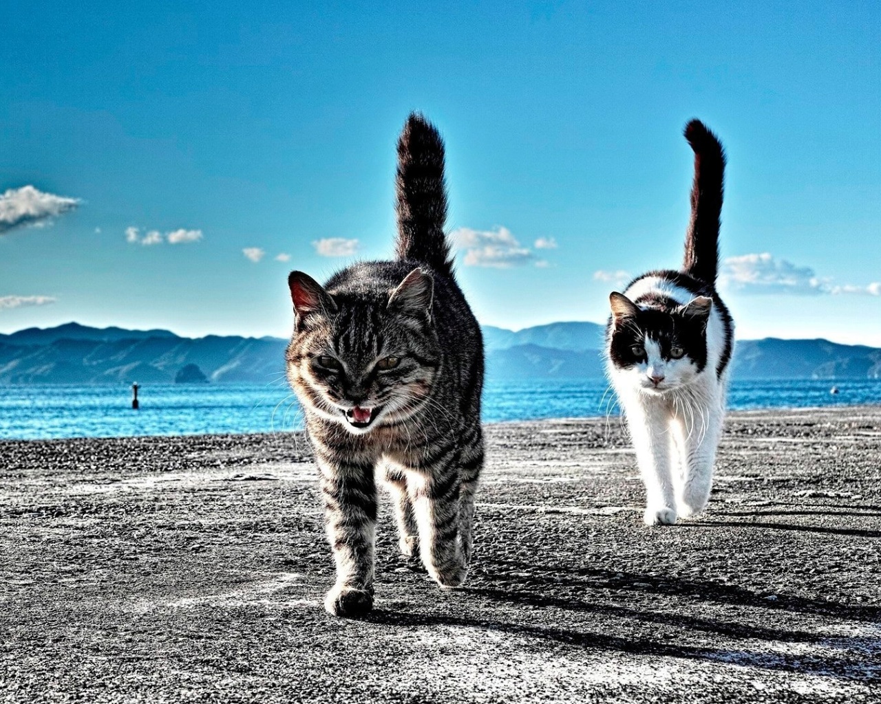 Fondo de pantalla Outdoor Cats 1280x1024