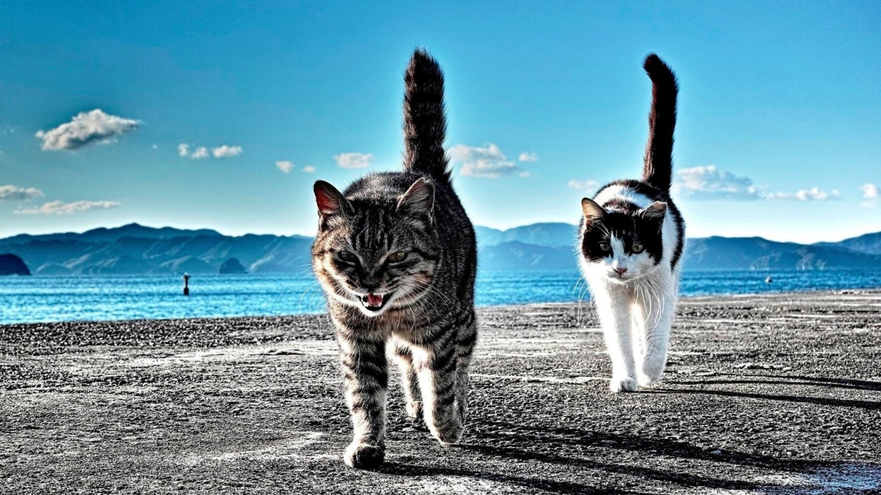 Fondo de pantalla Outdoor Cats 1280x720