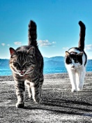 Das Outdoor Cats Wallpaper 132x176