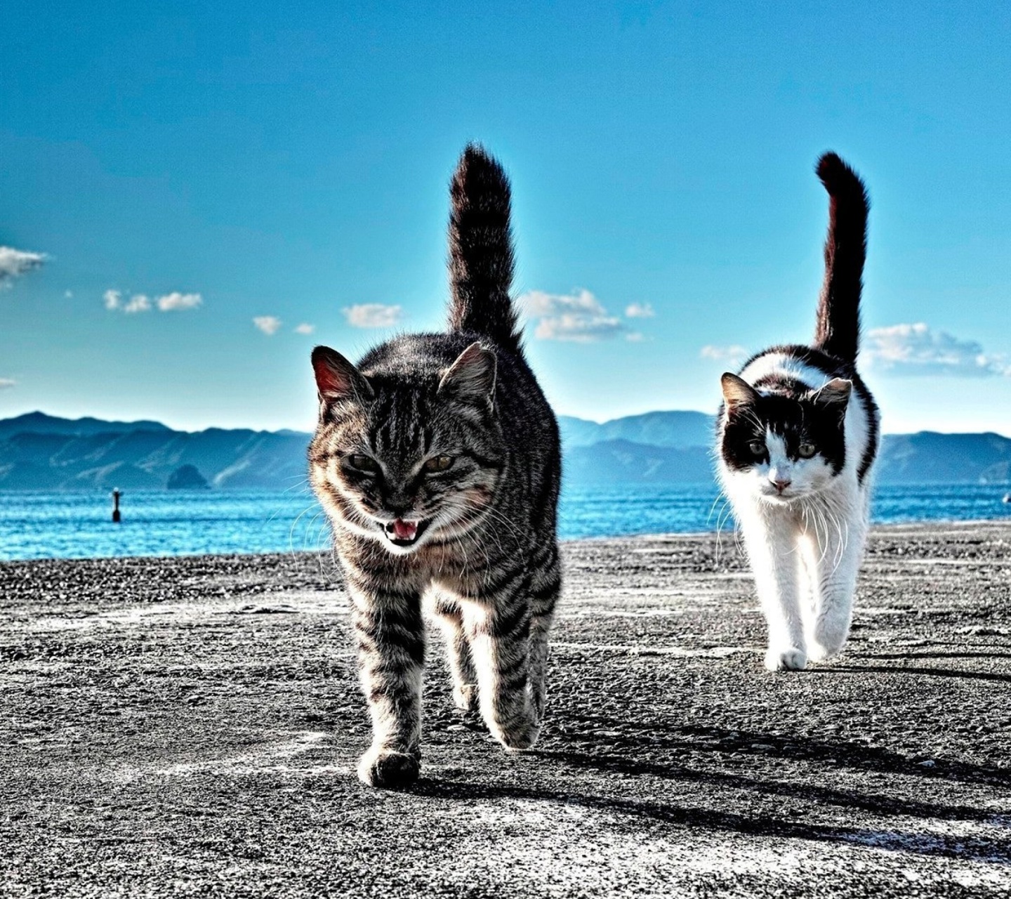 Fondo de pantalla Outdoor Cats 1440x1280