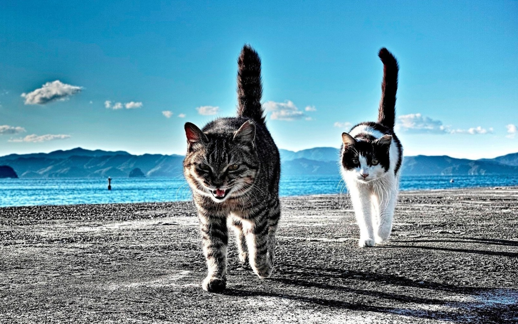 Fondo de pantalla Outdoor Cats 1680x1050