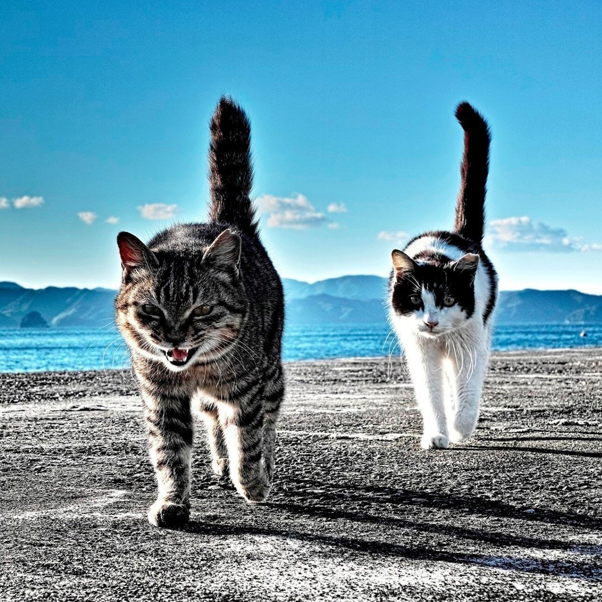 Sfondi Outdoor Cats 2048x2048