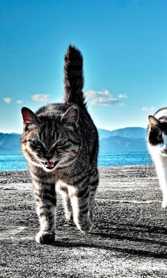 Das Outdoor Cats Wallpaper 240x400