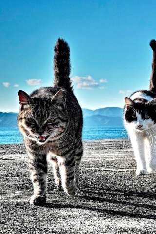 Das Outdoor Cats Wallpaper 320x480