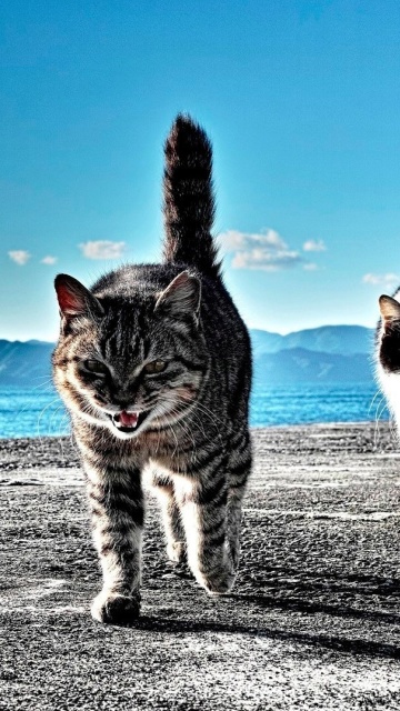 Fondo de pantalla Outdoor Cats 360x640