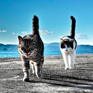 Обои Outdoor Cats для Nokia 6230i