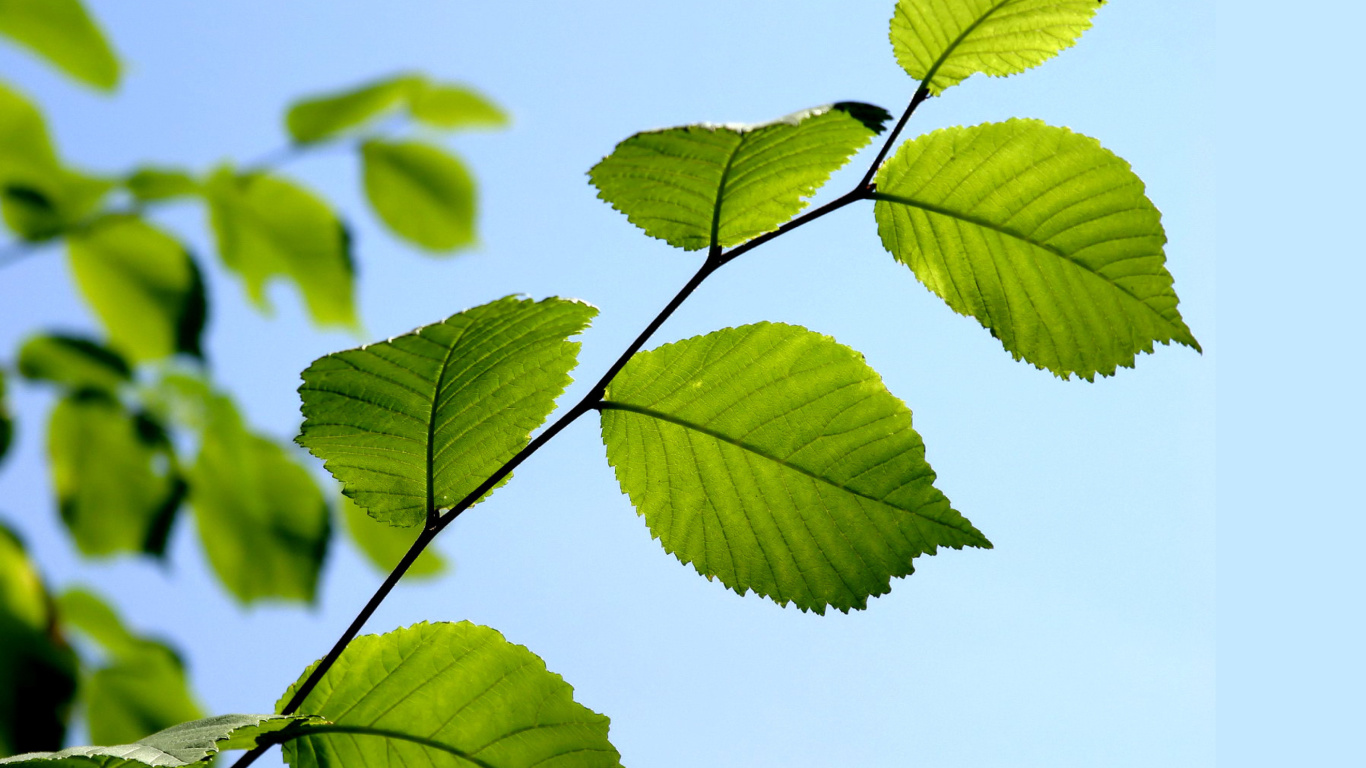 Обои Green Leaf 1366x768