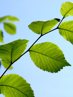 Green Leaf screenshot #1 240x320