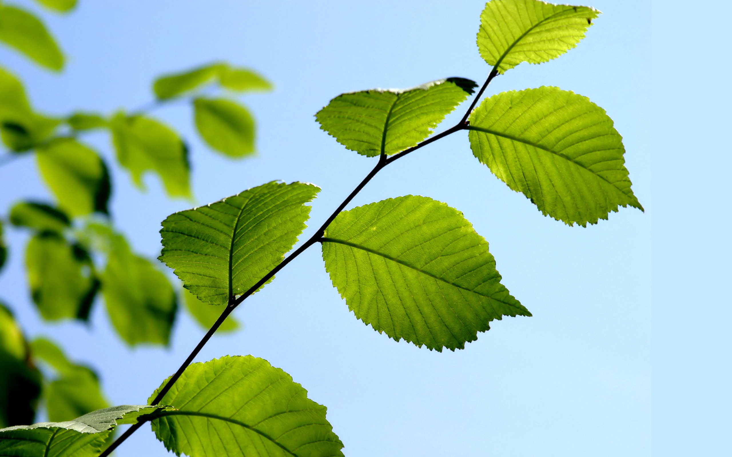 Green Leaf wallpaper 2560x1600