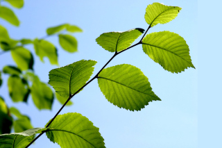 Green Leaf Wallpaper for Android, iPhone and iPad