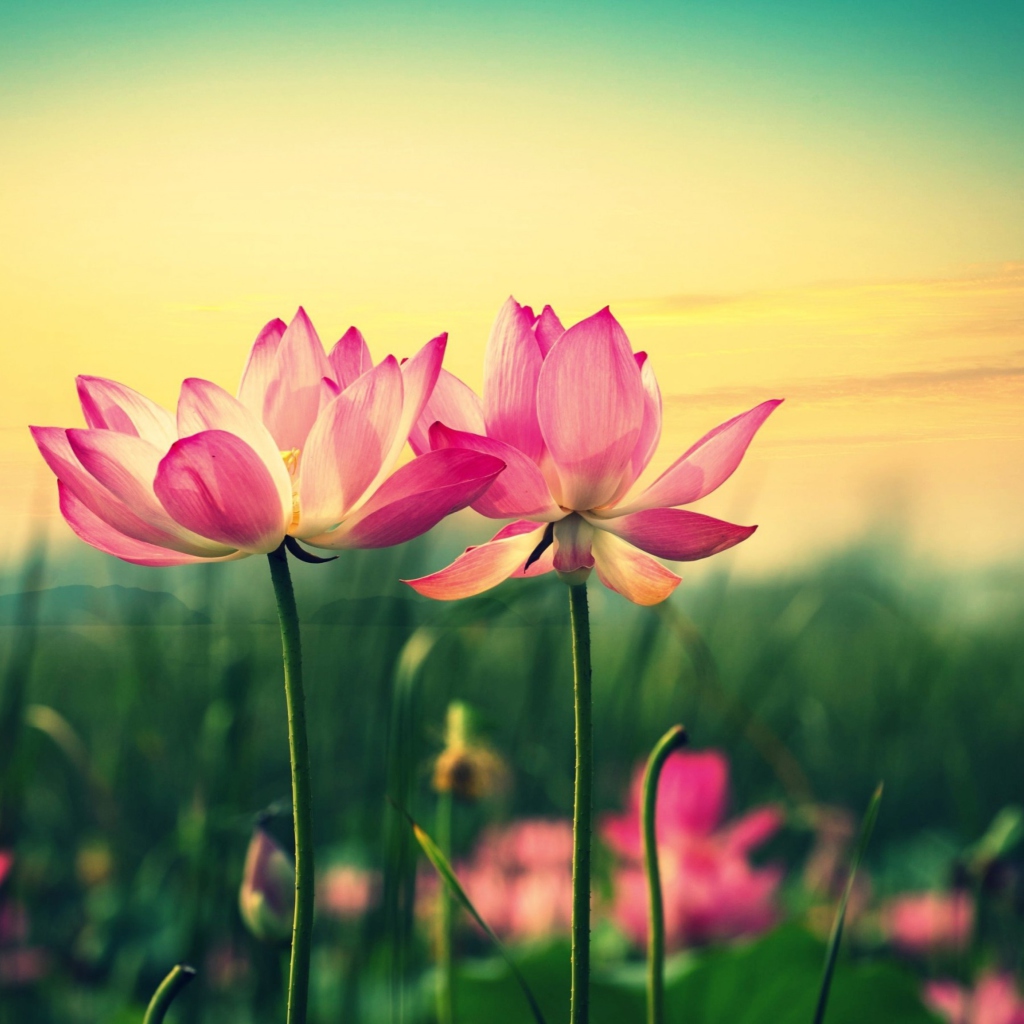 Pink Flowers At Sunset wallpaper 1024x1024