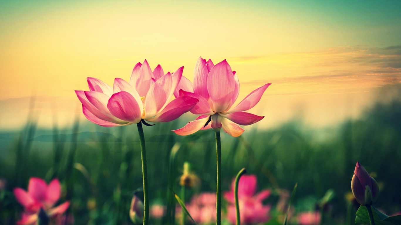 Fondo de pantalla Pink Flowers At Sunset 1366x768