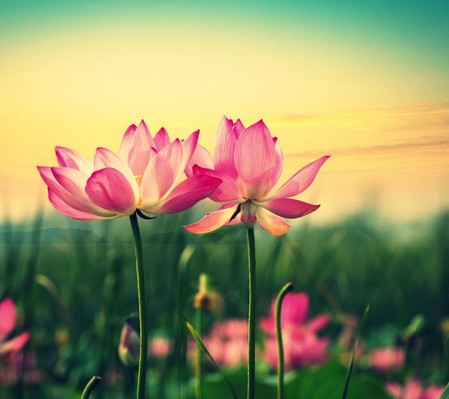Pink Flowers At Sunset wallpaper 1440x1280