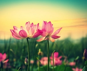 Das Pink Flowers At Sunset Wallpaper 176x144