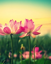 Pink Flowers At Sunset wallpaper 176x220