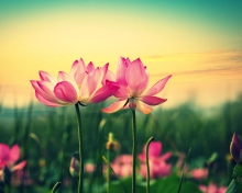 Pink Flowers At Sunset wallpaper 220x176