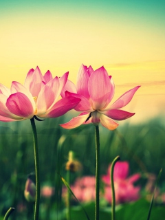 Обои Pink Flowers At Sunset 240x320