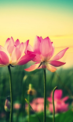 Pink Flowers At Sunset wallpaper 240x400