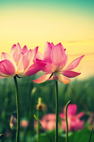 Pink Flowers At Sunset wallpaper 320x480