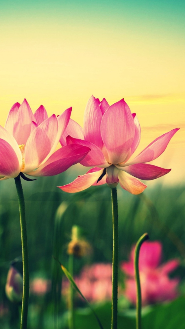 Pink Flowers At Sunset wallpaper 640x1136