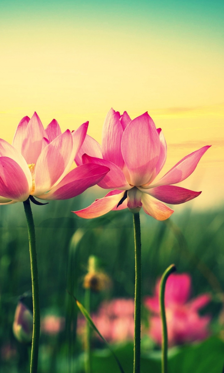 Pink Flowers At Sunset wallpaper 768x1280