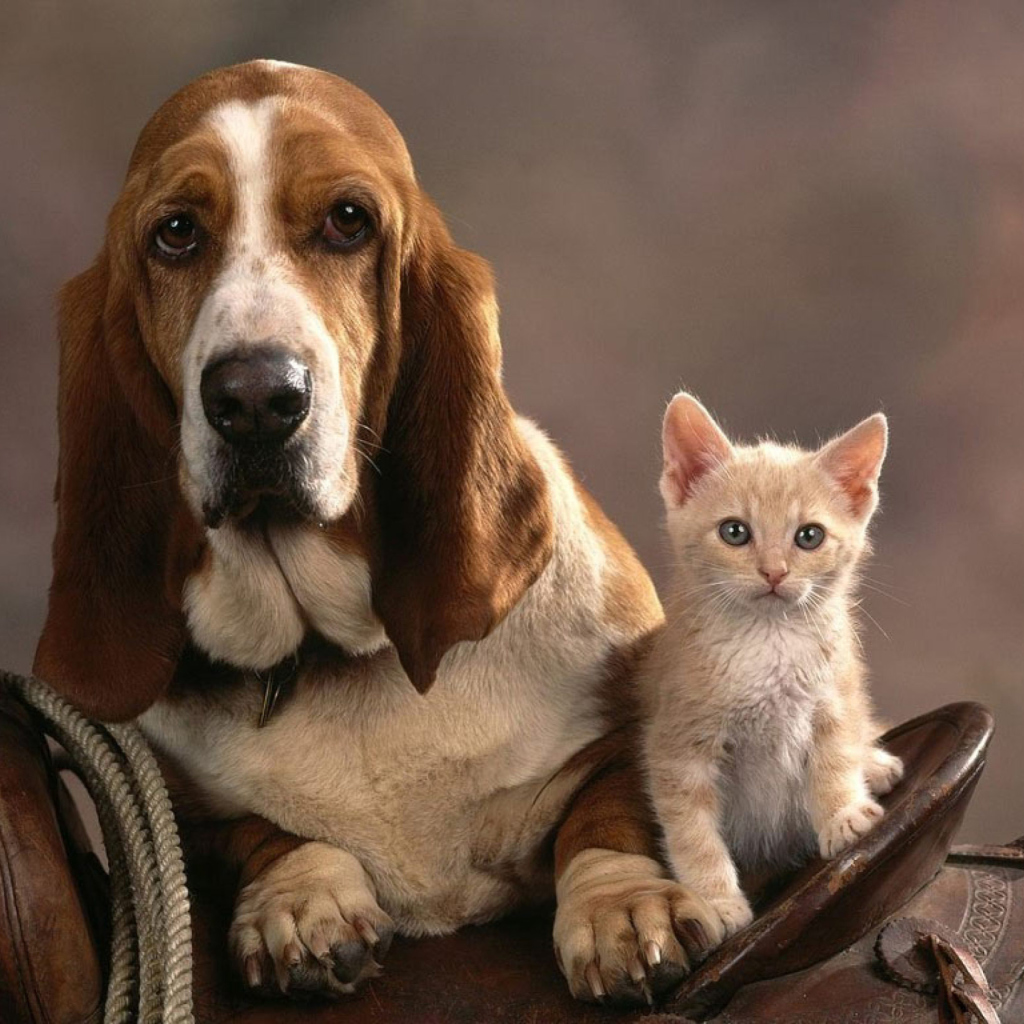 Обои Basset Dog and Kitten 1024x1024