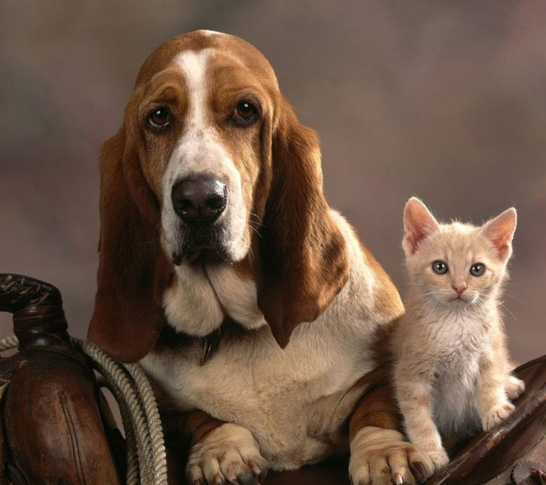 Обои Basset Dog and Kitten 1080x960