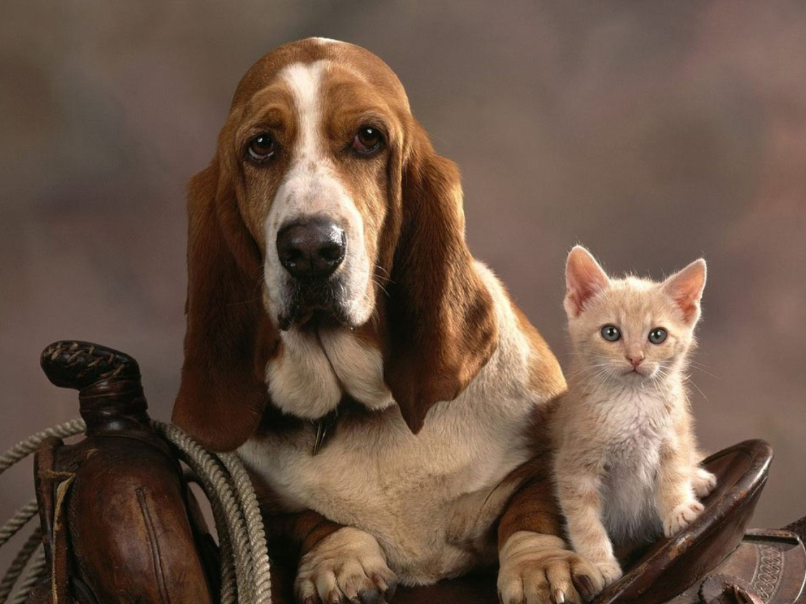 Обои Basset Dog and Kitten 1152x864
