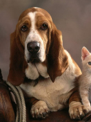 Fondo de pantalla Basset Dog and Kitten 132x176