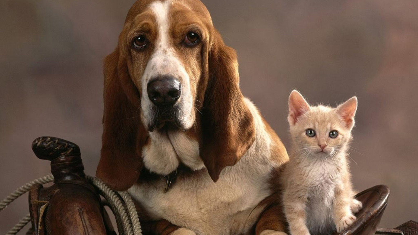 Das Basset Dog and Kitten Wallpaper 1600x900