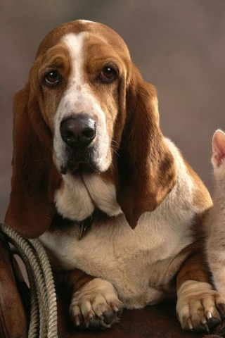 Das Basset Dog and Kitten Wallpaper 320x480