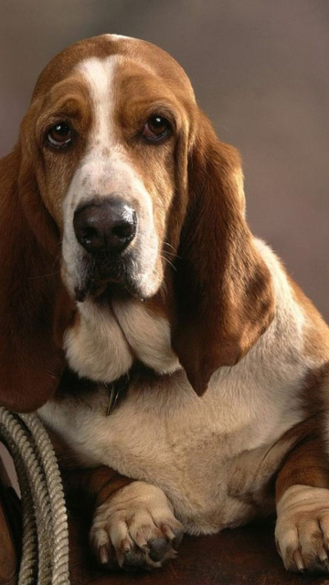 Das Basset Dog and Kitten Wallpaper 360x640