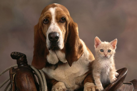 Обои Basset Dog and Kitten 480x320