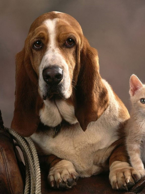 Обои Basset Dog and Kitten 480x640