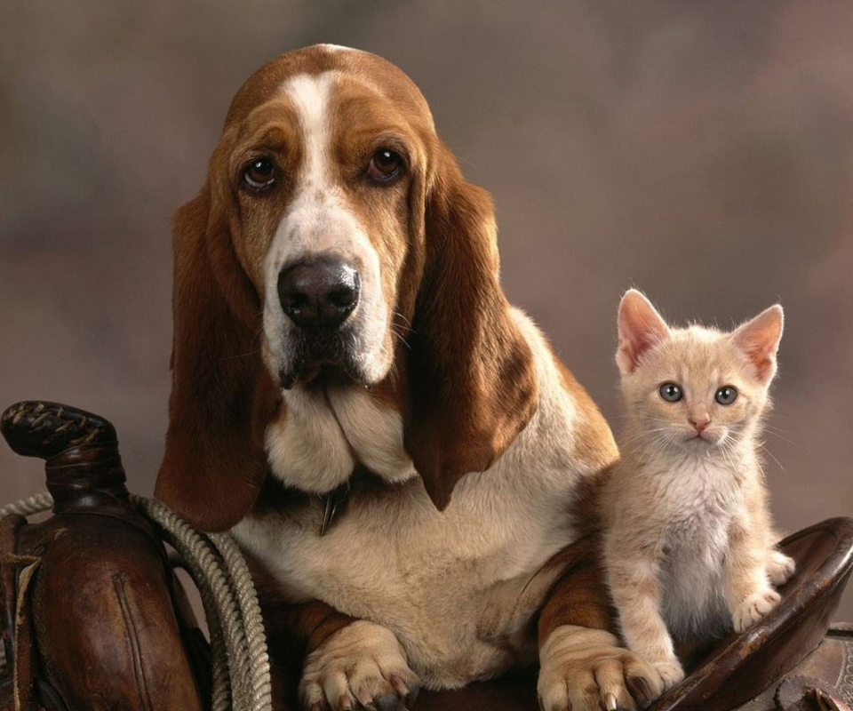 Обои Basset Dog and Kitten 960x800