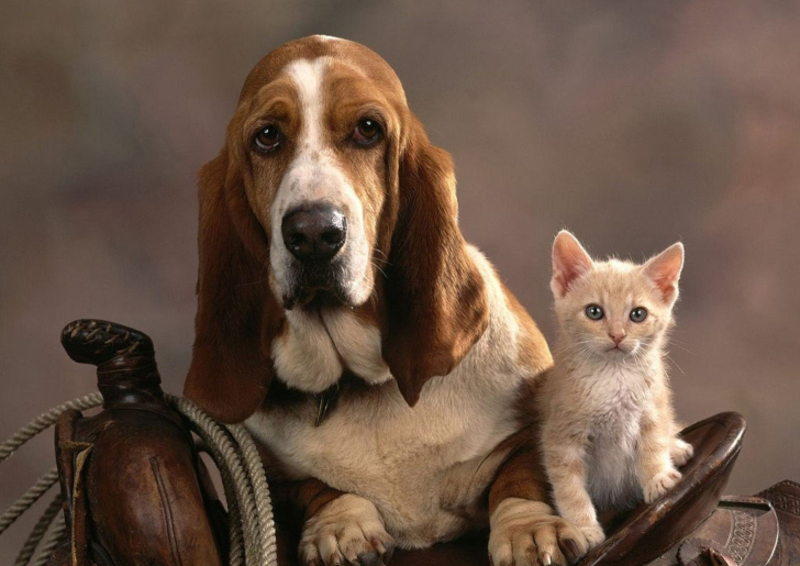 Обои Basset Dog and Kitten