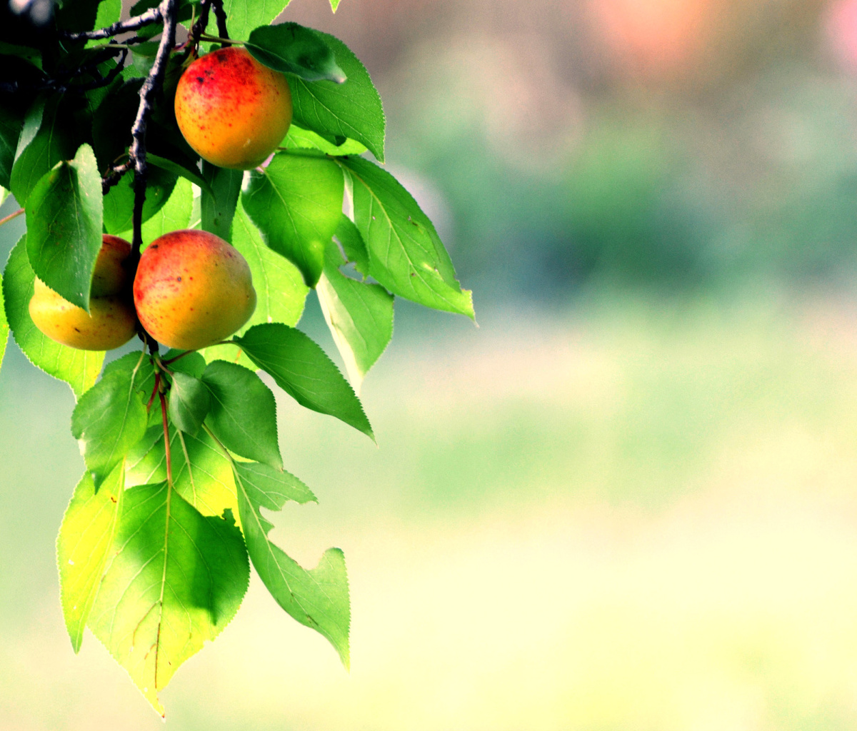 Fondo de pantalla Apricots 1200x1024