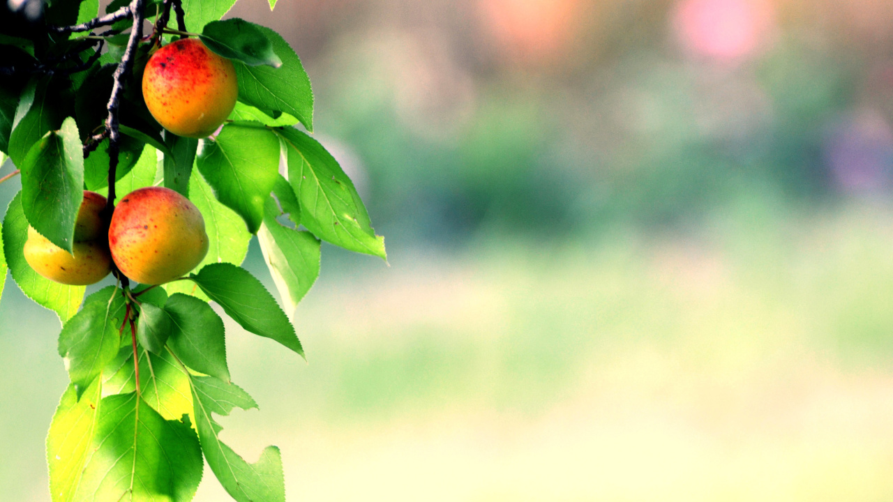 Fondo de pantalla Apricots 1280x720