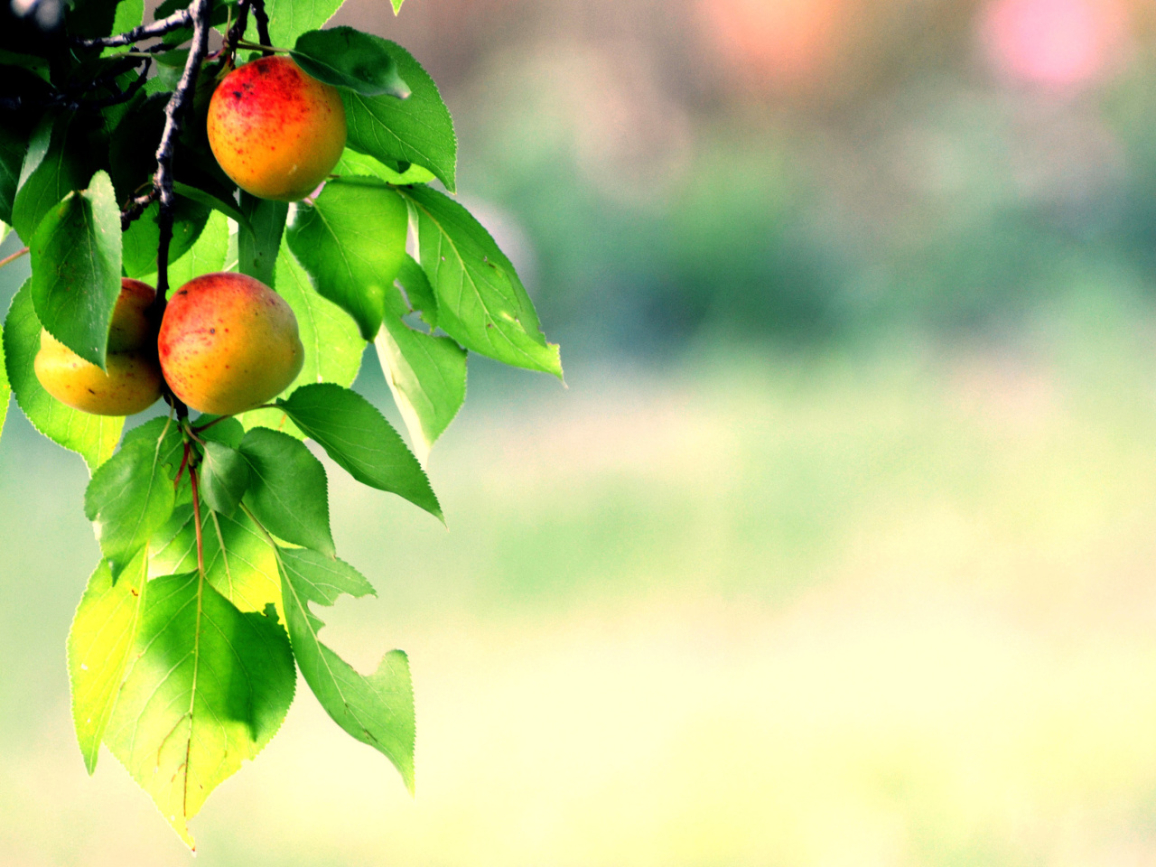 Das Apricots Wallpaper 1280x960