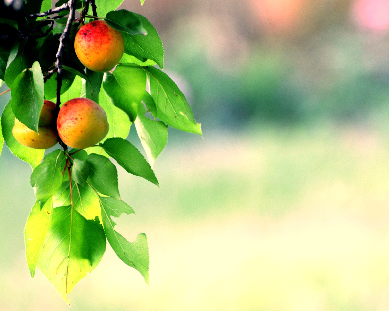 Sfondi Apricots 1600x1280