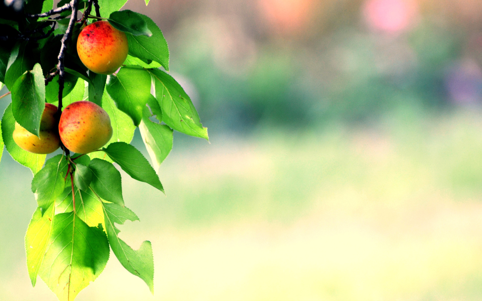 Sfondi Apricots 1680x1050