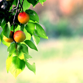 Apricots - Fondos de pantalla gratis para 1024x1024