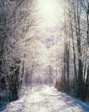 Das Snowy Woods In Switzerland Wallpaper 128x160