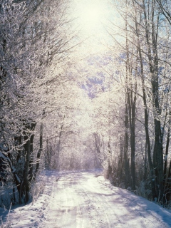 Screenshot №1 pro téma Snowy Woods In Switzerland 240x320